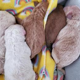 Cavapoos, Cotons de Tulear, Maltipoos, and Poodles from Mid Sized Maltipoos and More LLC