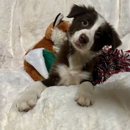 Kris - White and red female Border Collie puppy in Madisonville, Tennessee from WW Stock Farm