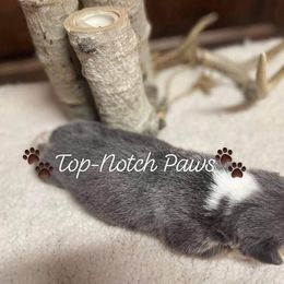 Pembroke Welsh Corgi Puppies from Top-Notch Paws