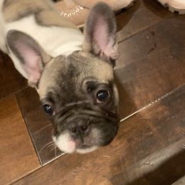 Howie - French Bulldog