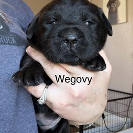 Wegovy - Black male Labrador Retriever puppy in South Lyon, Michigan from Matoskah Meadows Labradors