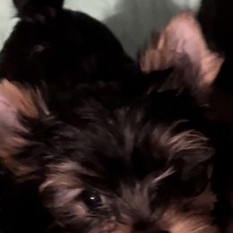 Yorkshire Terriers from Yvette Copeland's Yorkshire Terriers