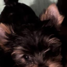 Yorkshire Terriers from Yvette Copeland's Yorkshire Terriers