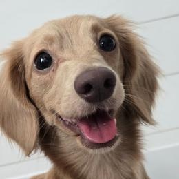 Dachshunds from Trust Fund Devil Kennel