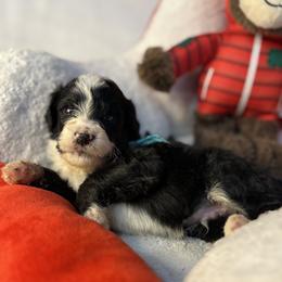 Frost, Blue Collar - Black and white male Bernedoodle puppy in Lake Panasoffkee, Florida from Donnas Deluxe Doodles LLC