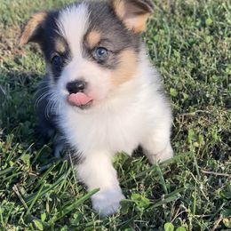 Taylor - Black and tan female Pembroke Welsh Corgi puppy in Rolla, Missouri from Chapman Corgis