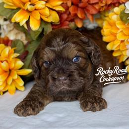 Rosetta - Sable female Cockapoo puppy in Nashville, Arkansas from Rocky Road Puppies