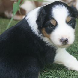 Australian Shepherd Puppies from Walnut Ridge Farms Aussies