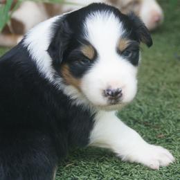 Australian Shepherd Puppies from Walnut Ridge Farms Aussies