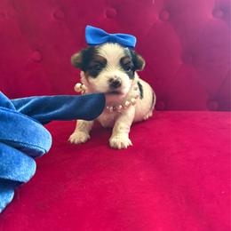 Bentley - Black & tan tri-color male Morkie puppy in Pennsauken, New Jersey from Noir Luxe Litters of NJ