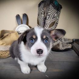 German Shepherd and Pembroke Welsh Corgi Puppies from J&R Shepherds & Corgis
