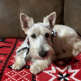 Ada Rose - Scottish Terrier