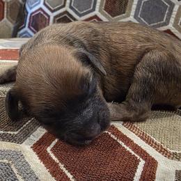Cinnamon - Sable female Cavapoo puppy in Jarrell, Texas from Grapeshot Poodles & Doodles