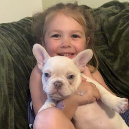 French Bulldog Puppies from De Lux Frenchies