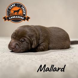 Mallard - Chocolate male Labrador Retriever puppy in Dickson, Tennessee from Cane Creek Labradors