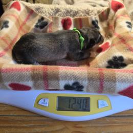 3 Lime - Agouti and white male Siberian Husky puppy in Dane, Wisconsin from Sunny Hurricane Siberians