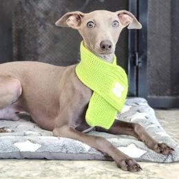 Pickles - Italian Greyhound