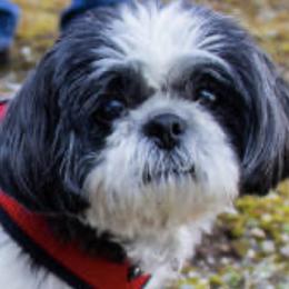 Bandit - Shih Tzu