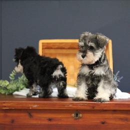Miniature Schnauzer Puppies from Clay Hill Kennels
