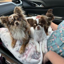 Chihuahua puppies from My Fuzzy Chihuahuas