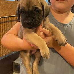 Boy 1 - Red male Cane Corso puppy in Olympia, Washington from Grayling Dawn Cane Corso