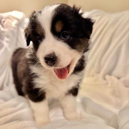 Honey (ORANGE COLLAR) - Black tri-color female Australian Shepherd puppy in Morehead City, North Carolina from Crab Point Australian Shepherds