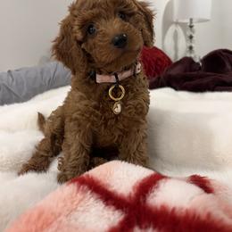 Bernedoodle, Goldendoodle, and Poodle Puppies from Rose Canyon Doodles