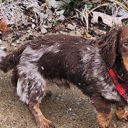 Dachshunds from Dogwood Doxies