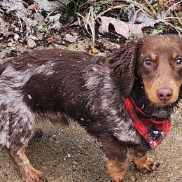 Dachshunds from Dogwood Doxies