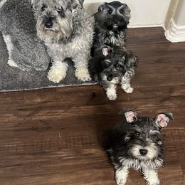 Miniature Schnauzer Puppies from Sugarbaby Kennel