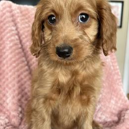 Cory - Red  female Goldendoodle puppy in Lowville, New York from Adirondack Labradoodles