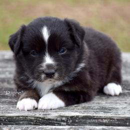 Daphe - Black tri female Miniature Australian Shepherd puppy in Evant, Texas from Lazy VT Bar Ranch