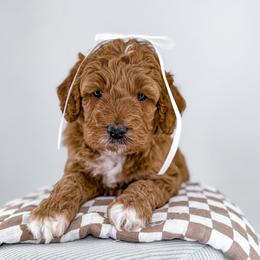 Hem - Apricot female Goldendoodle puppy in Jamestown, Kentucky from Milk & Honey Doodles