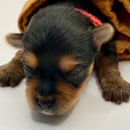 Edward - Black and tan male Yorkshire Terrier puppy in Tangipahoa County, Louisiana from Riche’ Louisiana Yorkies