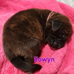 Eowyn - Brindle female Mastiff puppy in Conroe, Texas from Southern Star English Mastiffs