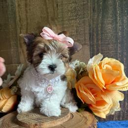 Moana - Sable female Yorkshire Terrier puppy in Howe, Oklahoma from Ray Holder
