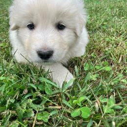 Godfrey - green collar boy - White male Maremma Sheepdog puppy in Kalamazoo, Michigan from Wild at Farm