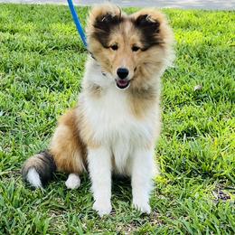Sabrina - Sable and white female Shetland Sheepdog puppy in Davie, Florida from Enclave