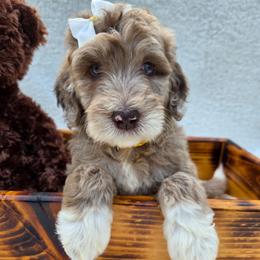 Ursa - Red merle female Aussiedoodle puppy in Haleyville, Alabama from The Cuddly Dood Ranch