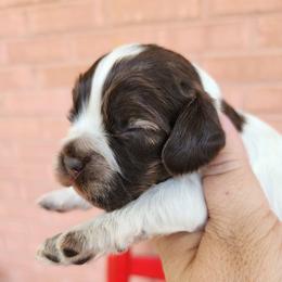 AKC Snoopy ( brown sable Roan ) - Brown roan and tan male Cocker Spaniel puppy in New Market, Tennessee from Down in the Holler