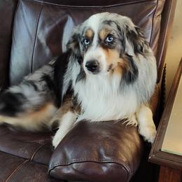Oscar - Miniature Australian Shepherd