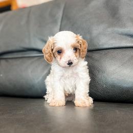 Copper - Blenheim male Cavapoo puppy in Saint George, Utah from Fitzdoodles