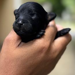 Dallas - Black female Yorkipoo puppy in Waldorf, Maryland from Luv My Yorkies, LLC
