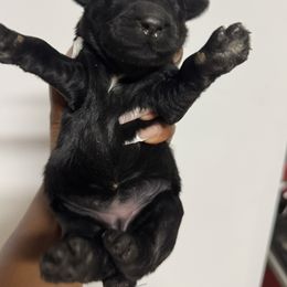 Giant Female B - Black female Giant Schnauzer puppy in Pearland, Texas from K & S Schnauzers