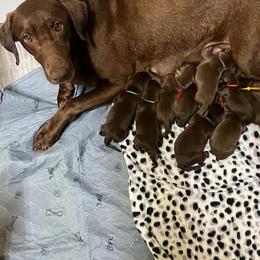 Yellow - Chocolate female Labrador Retriever puppy in Heath Springs, South Carolina from Rich Hill Retrievers
