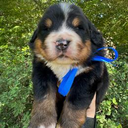 Blue collar - Black rust and white male Bernese Mountain Dog puppy in Harrisburg, North Carolina from Bunn Ranch Goldens & Bernese
