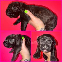 Aurora (Pink Collar) - Brindle female Mastiff puppy in Ohio from Weiler’s Gentle Giants