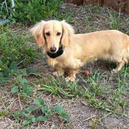 Trigger - Dachshund