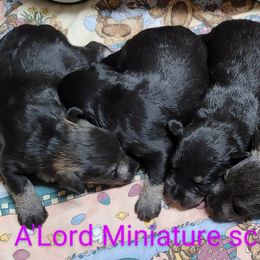 Miniature Schnauzer Puppies from A'Lord Miniature Schnauzer