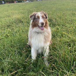 Louie - Australian Shepherd